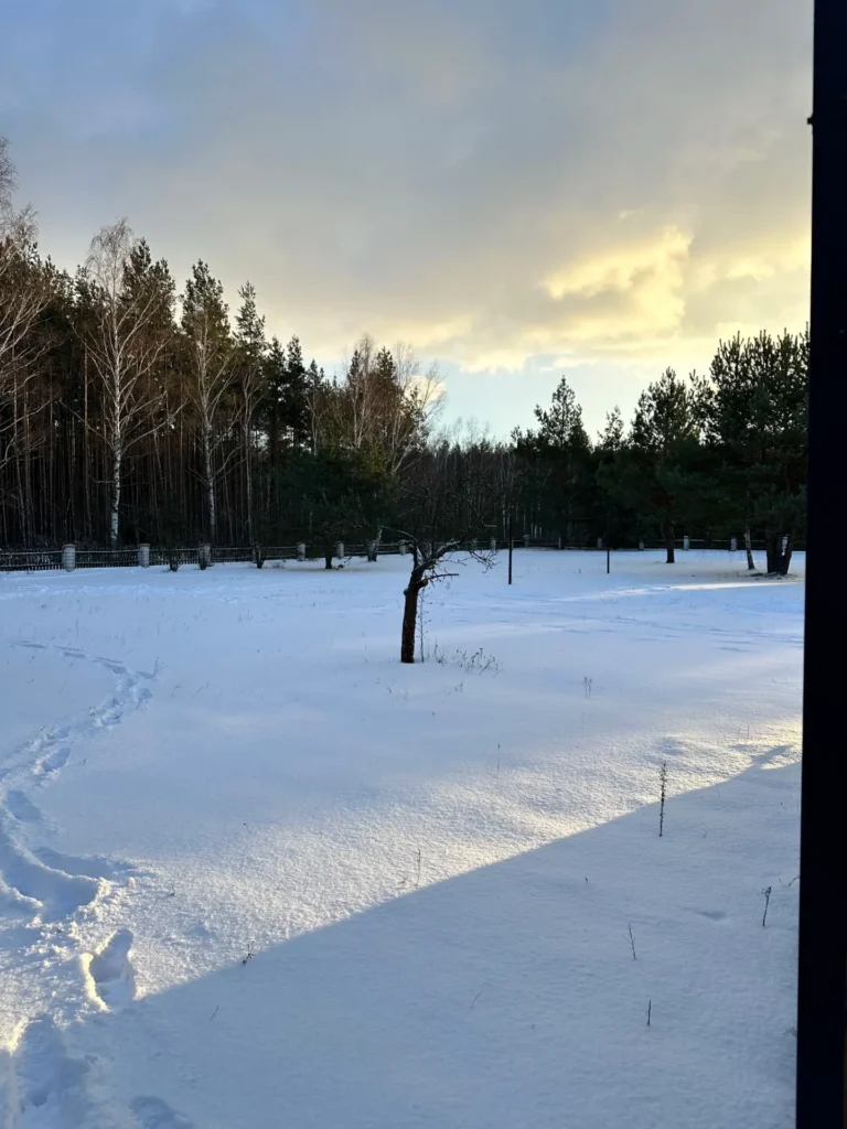 Zimowy krajobraz z drzewem na tle lasu iglastego i zaśnieżonego terenu, ślady w śniegu.