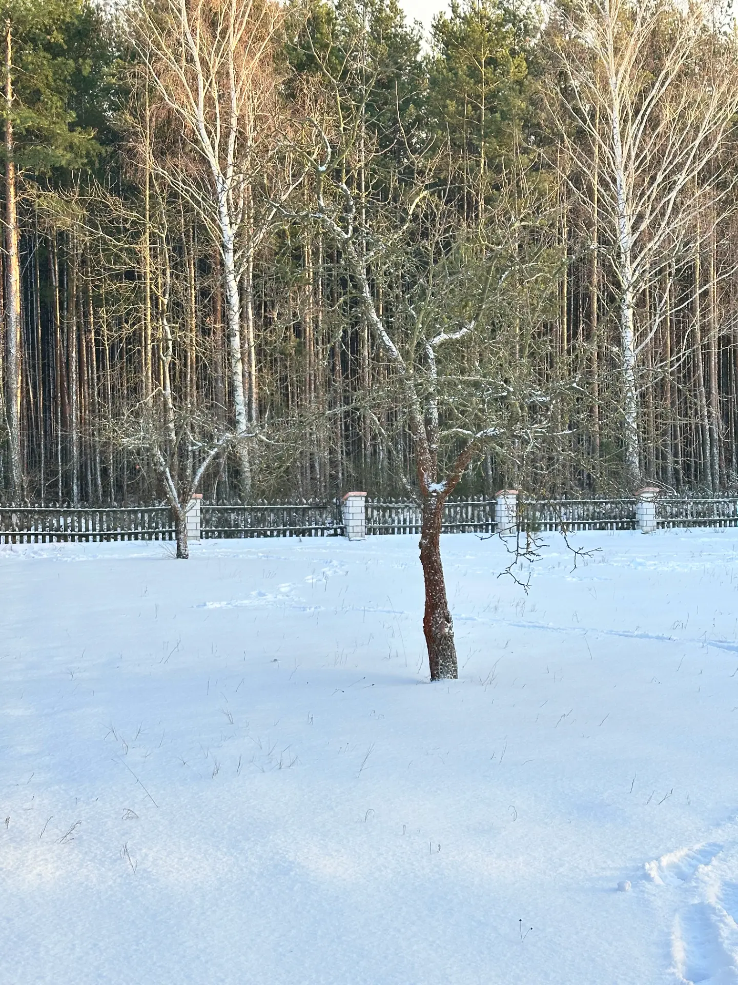 Zimowy krajobraz z pojedynczym drzewem na tle lasu iglastego i zaśnieżonego terenu.