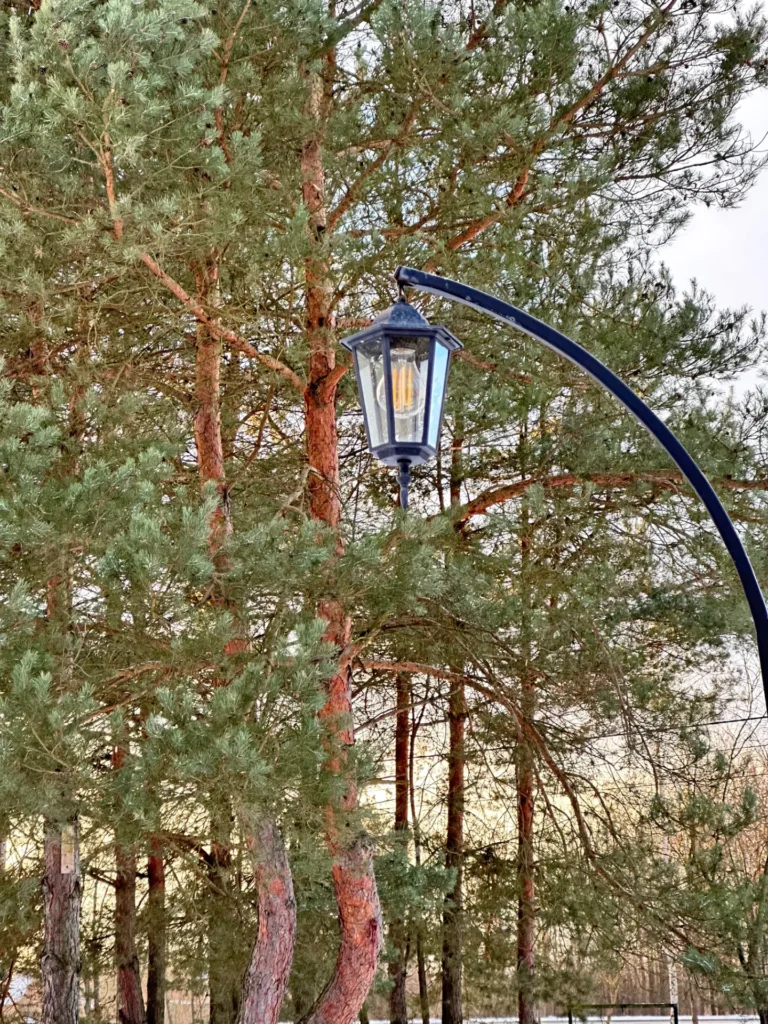 Lampa uliczna na tle drzew iglastych w zimowym krajobrazie.