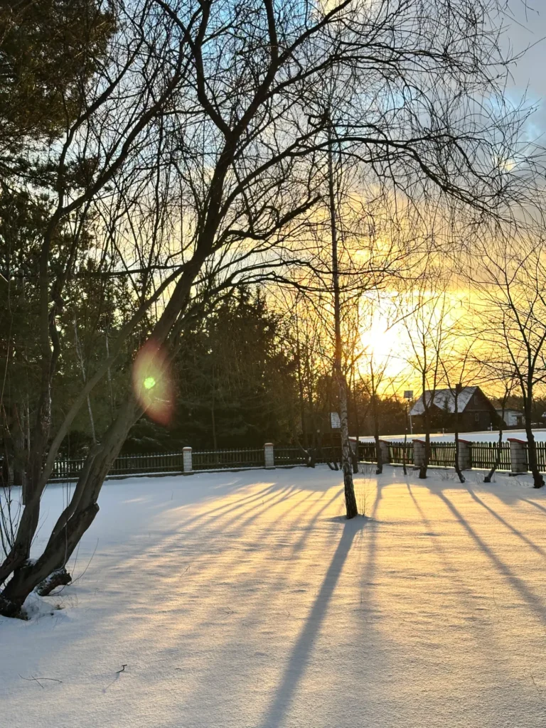 Zimowy krajobraz z zaśnieżoną ziemią, drzewami i długimi cieniami padającymi na śnieg, w tle widoczny wschód słońca.