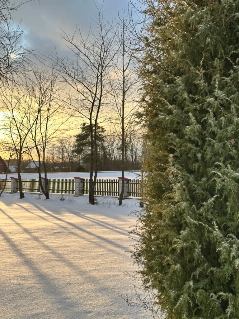 Zimowy krajobraz z ogrodzeniem, zaśnieżoną ziemią i drzewami, w tym gęstym tujowym krzewem, w tle widoczny wschód słońca.
